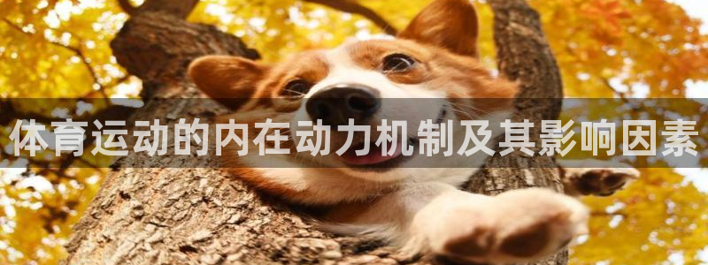 zoty中欧集团：体育运动的内在动力机制及其影响因素